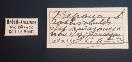 Réf. 317 587 : Prepona rothschildi homonyma